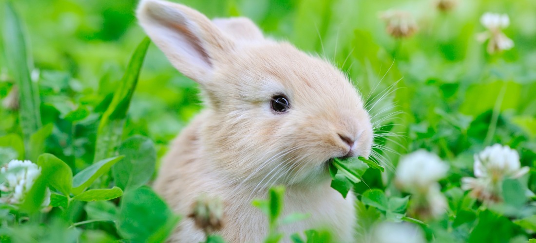 Image of a rabbit eating