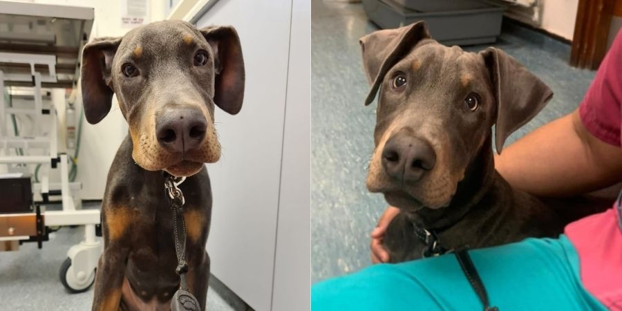 Photos of Ghost recovering at the Pet Hospital