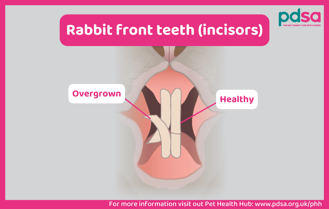 An illustration showing rabbit front teeth