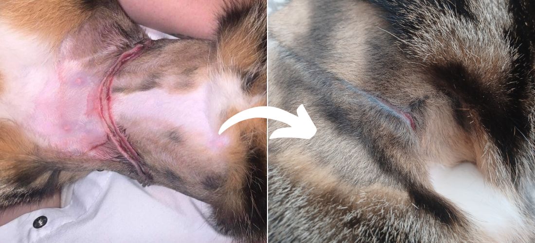 Images showing the extent of CupCake's injuries from being trapped in a rabbit snare