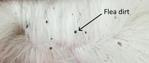 Photograph of little black flea dirts in a white dog's fur
