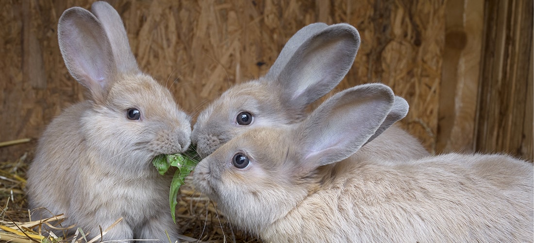Group of rabbits eating greens