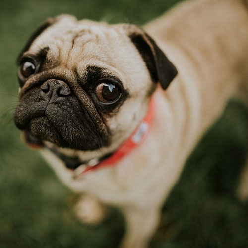 pugs making funny faces
