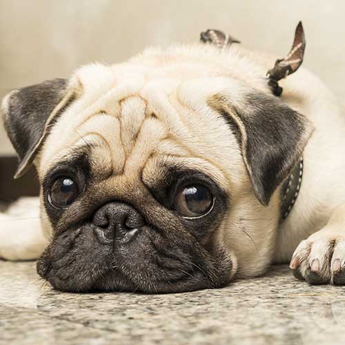 Pug health deals problems symptoms