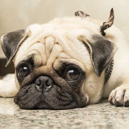 how much do pugs cost