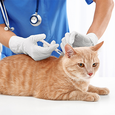 how much is a cat vaccination uk
