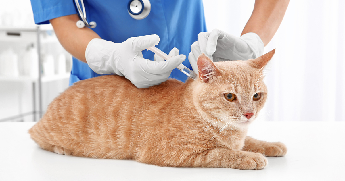 Cat Vaccines PDSA