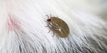 Parasites in dogs - PDSA