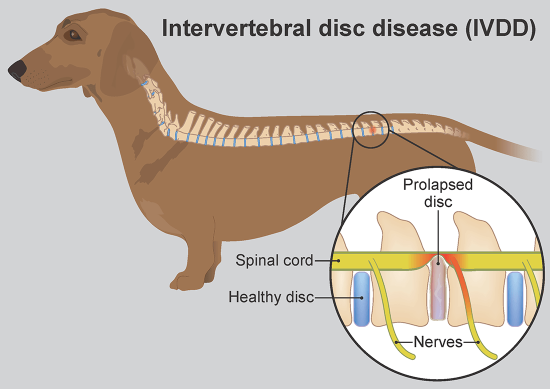 What are the stages of a slipped disc in a dog?