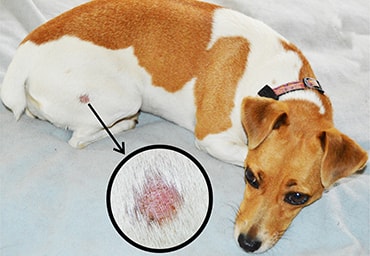 home remedies for ringworm in dogs