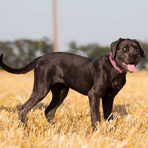 Cane corso with store ears and tail