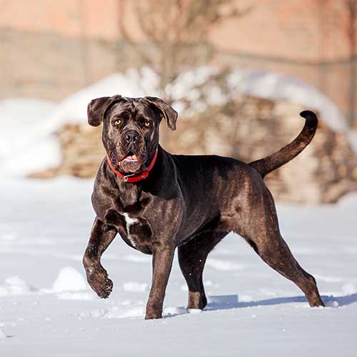 Cane corso farm store dog