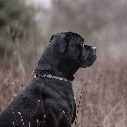 Cane corso best sale black puppy