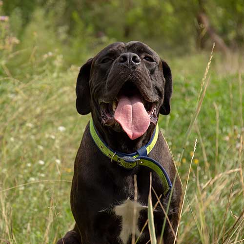 Corso sales mastiff dog