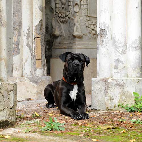 Cane corso tail docking hot sale guide