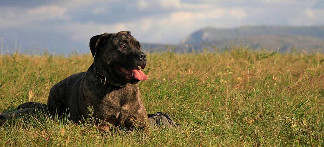 Cane Corso lying down on hill