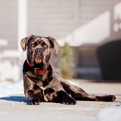 Hip dysplasia best sale cane corso