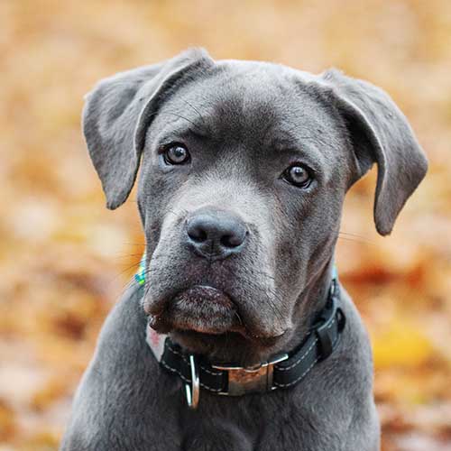 Cane corso dog store puppy