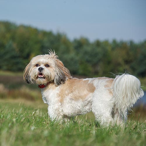 Best food for shih tzu uk best sale