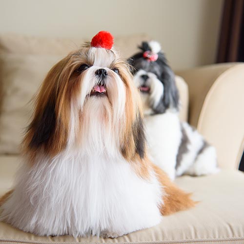 Best food for shih tzu clearance uk