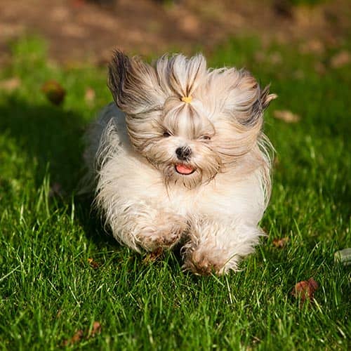 Shih tzu best sale puppies yorkshire