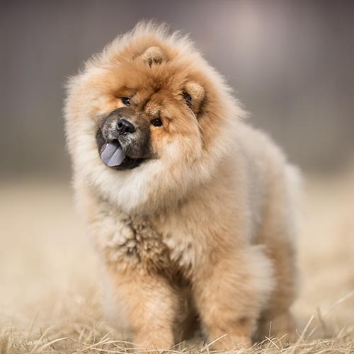 Chow Chow PDSA