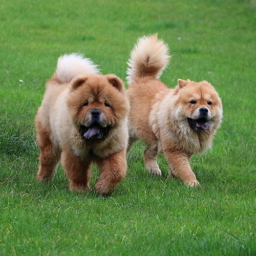 chow chow cost