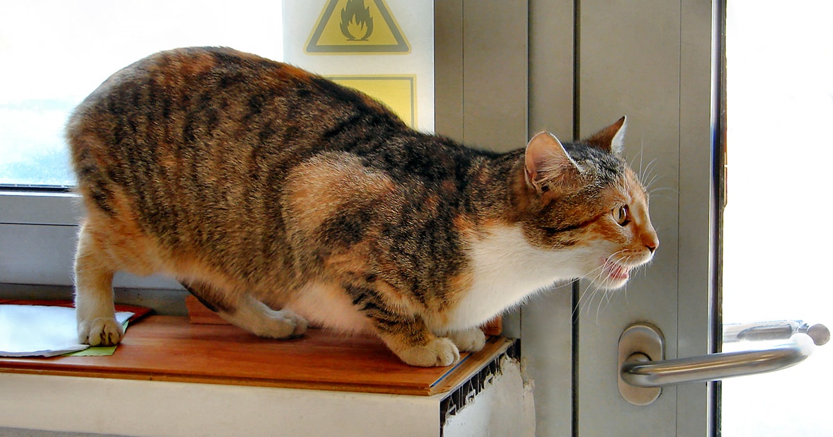 Female Cat In Heat Og Min 