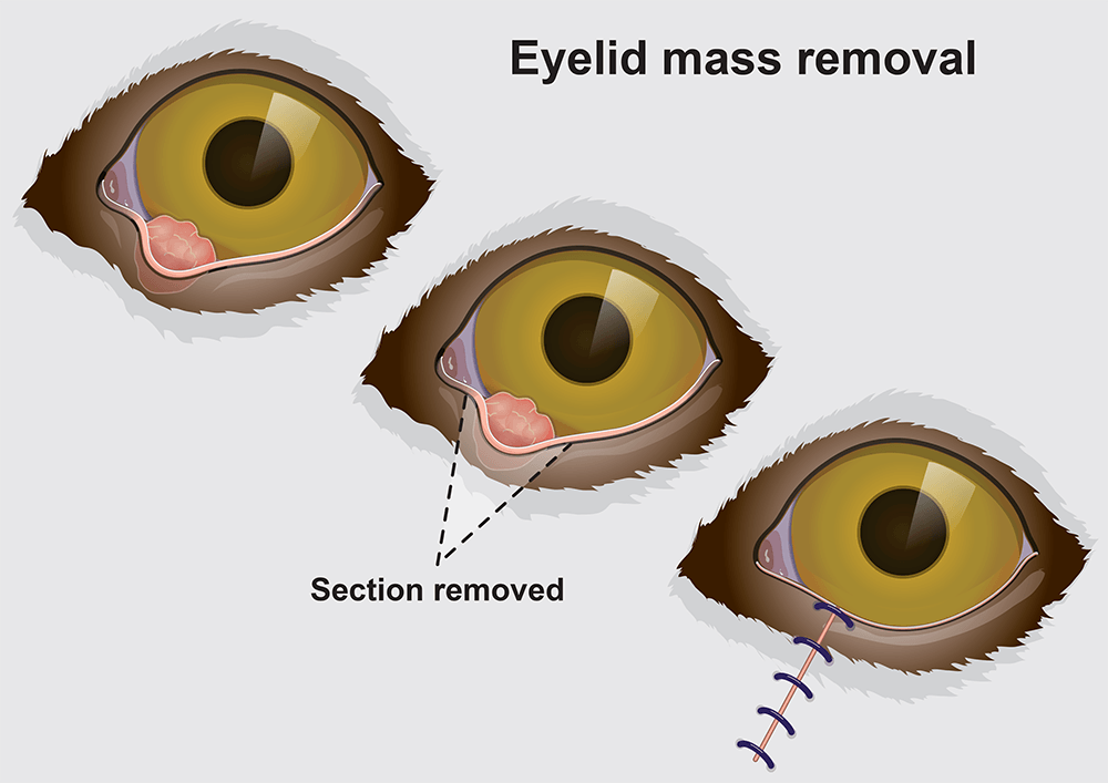 eyelid-growths-lumps-on-dogs-eyelids-pdsa