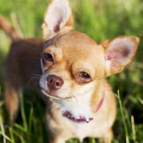 Taking care of hot sale a chihuahua puppy