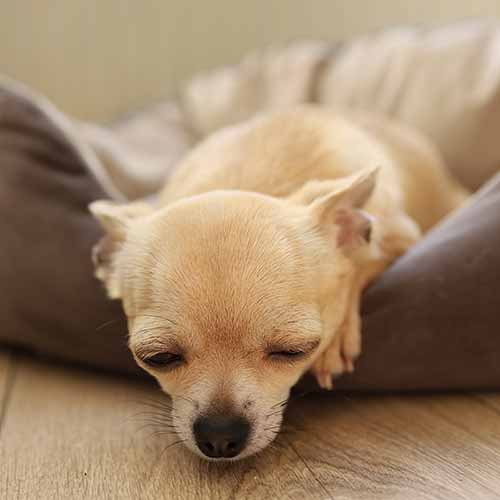 Cachorros Chihuahua de Cabeza de Venado Una Guía Completa