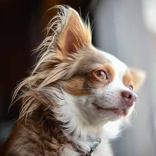 Long haired chihuahua outlet adoption