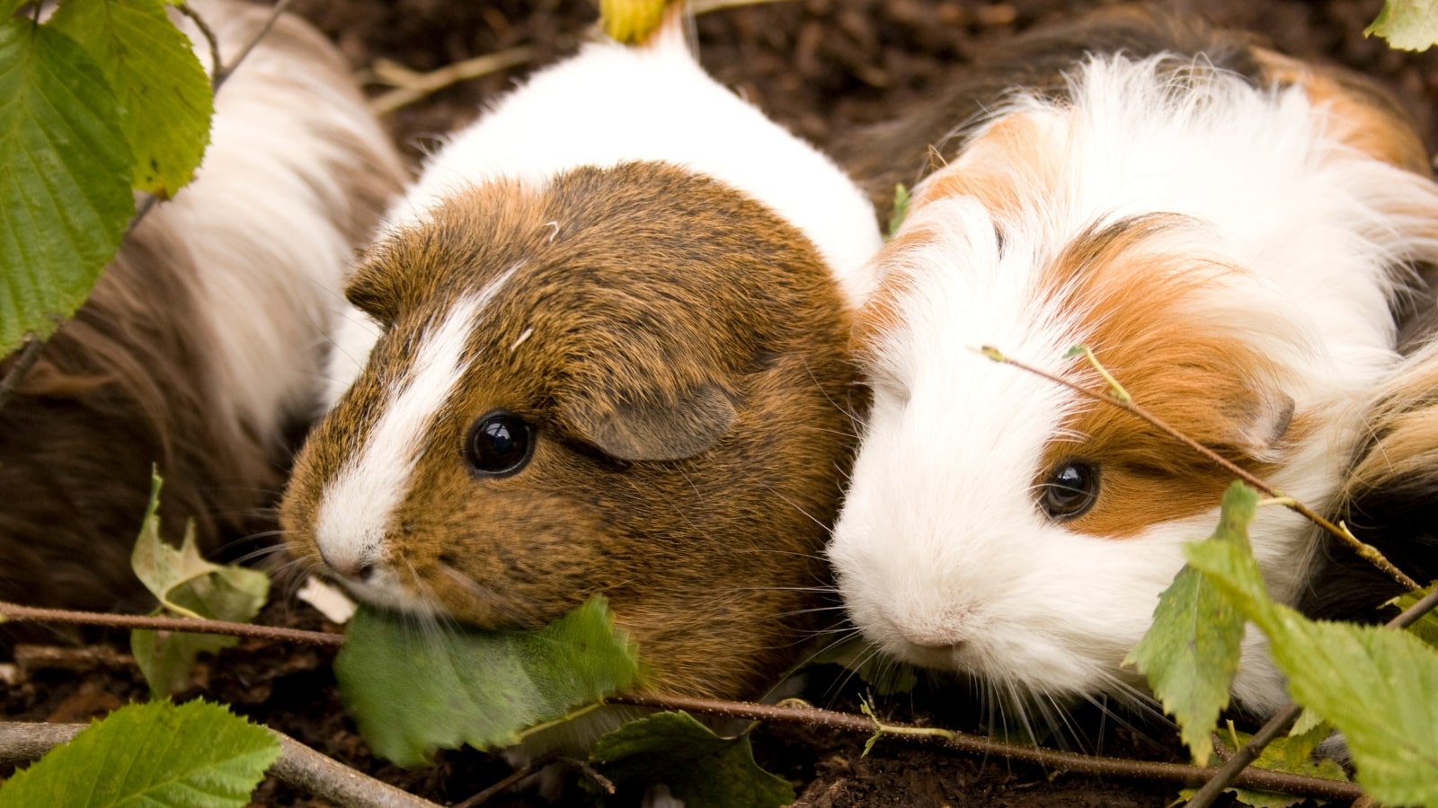 Guinea Pig Awareness Week - PDSA