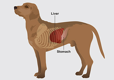 Illustration of dog's liver and stomach