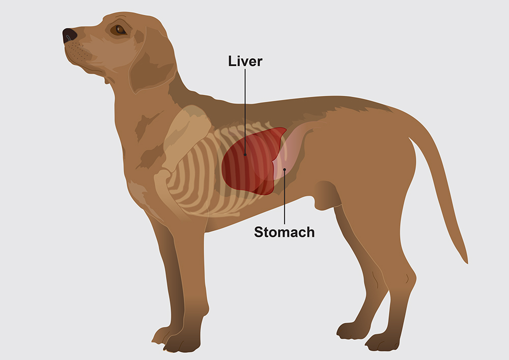 Liver disease in dogs PDSA