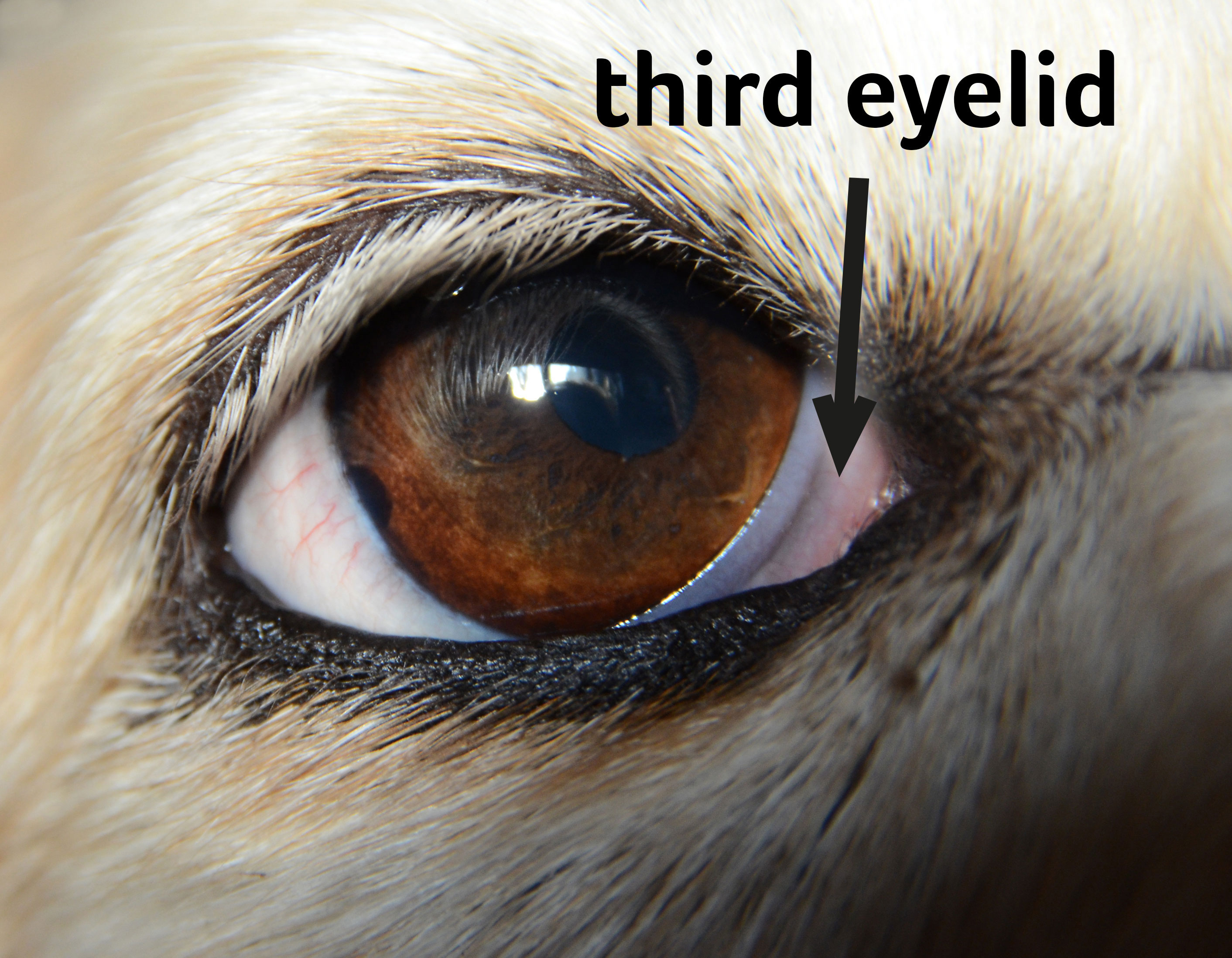 why do dogs have two eyelids