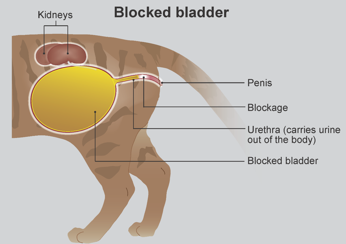 blocked-bladder-in-cats-pdsa