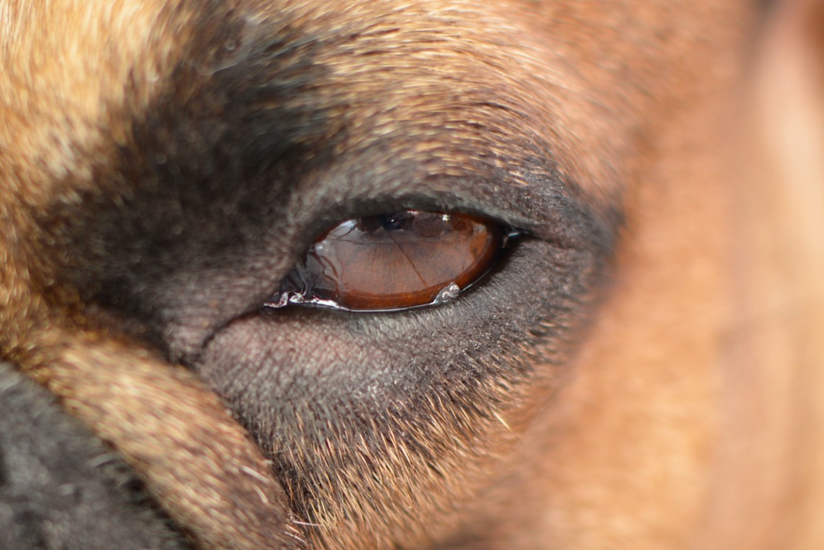 eyelid-growths-lumps-on-dogs-eyelids-pdsa