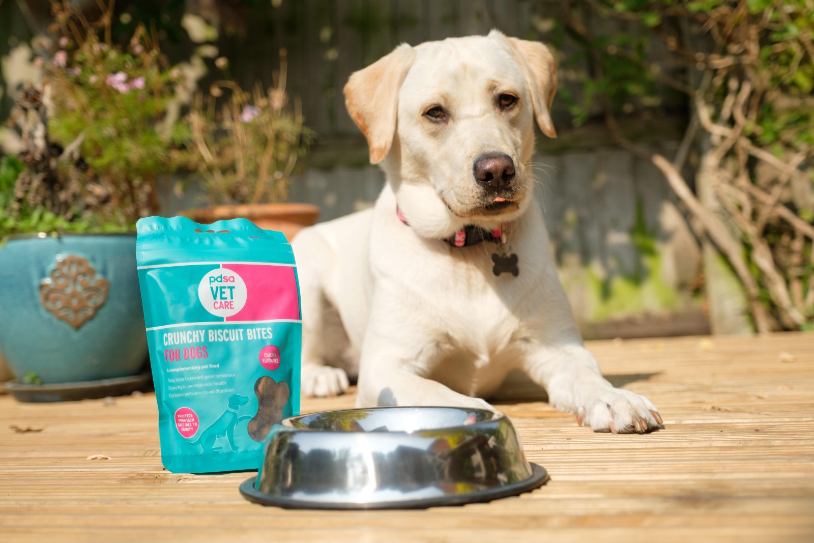 How to treat your dog PDSA