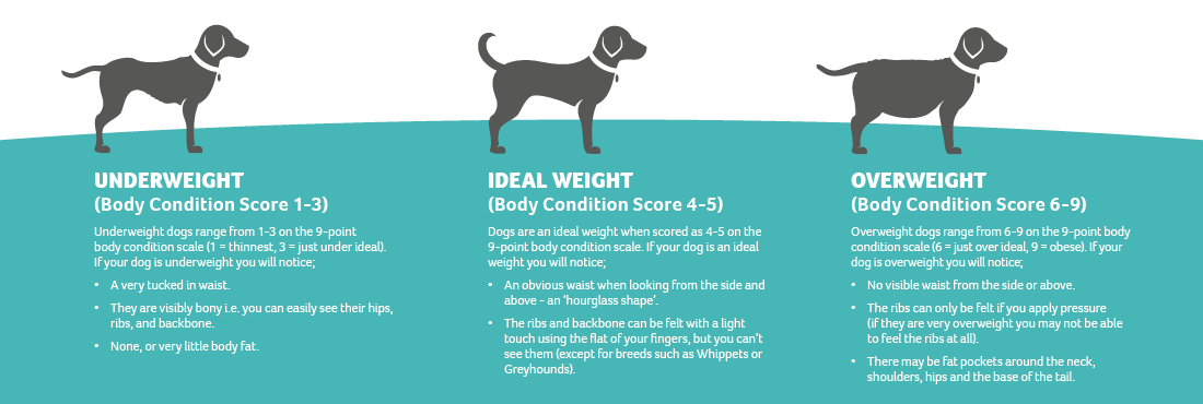 How To Find Your Dog's Body Condition Score