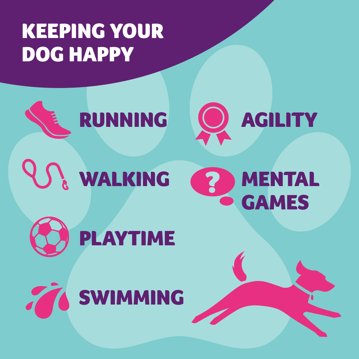 how-to-exercise-your-dog-pdsa