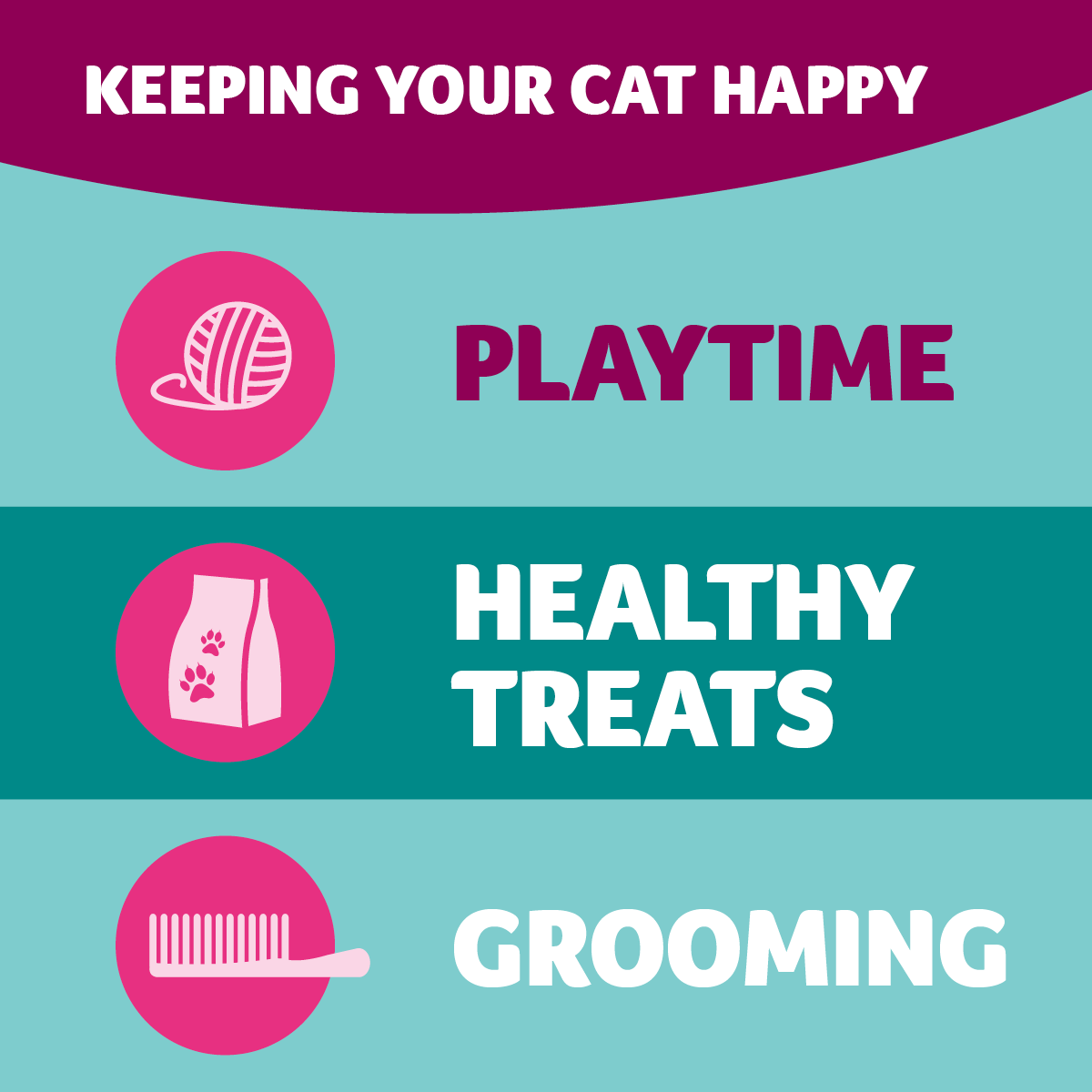 How to exercise your cat - PDSA