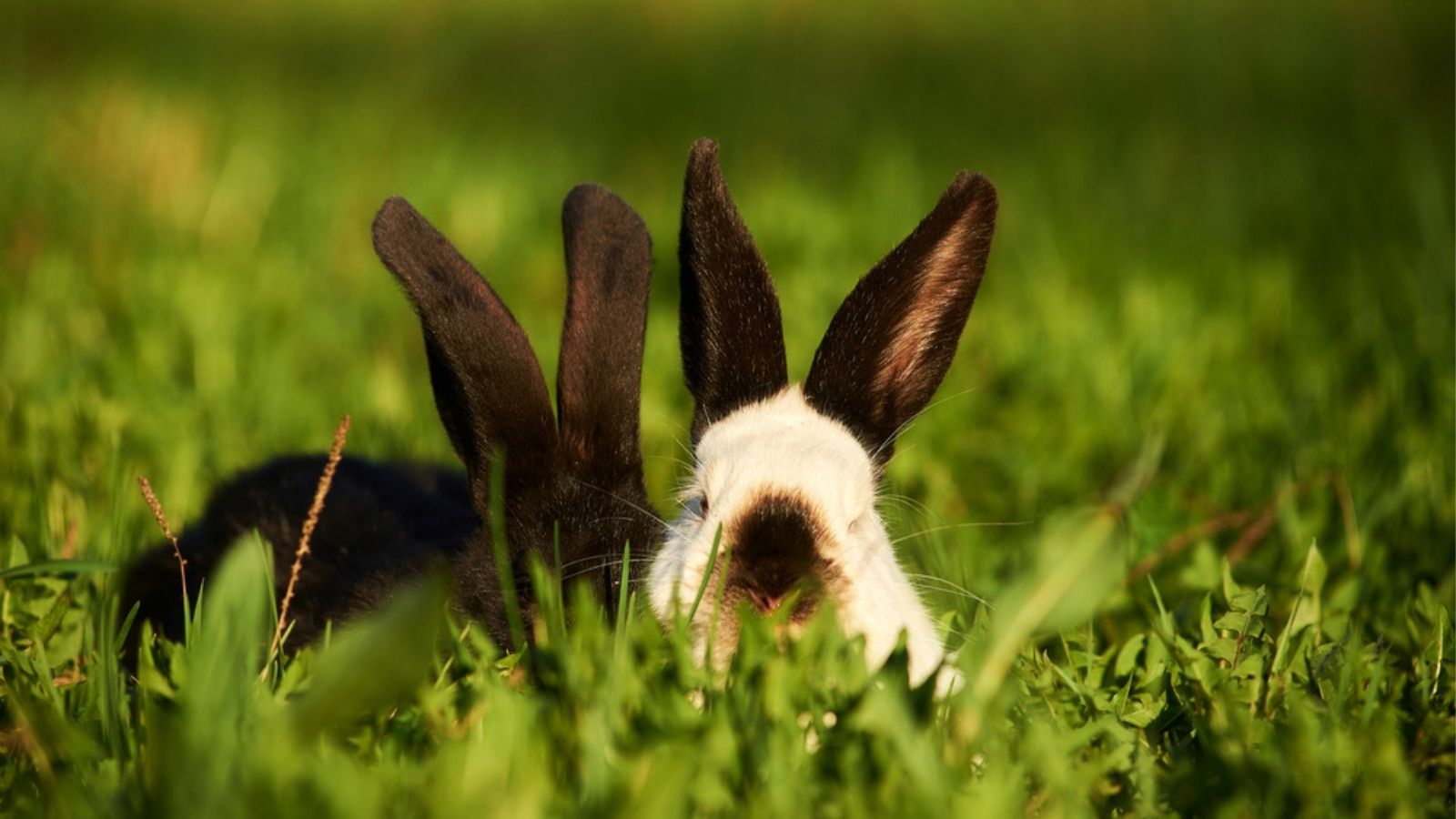 How to keep rabbits cool in the summer - PDSA