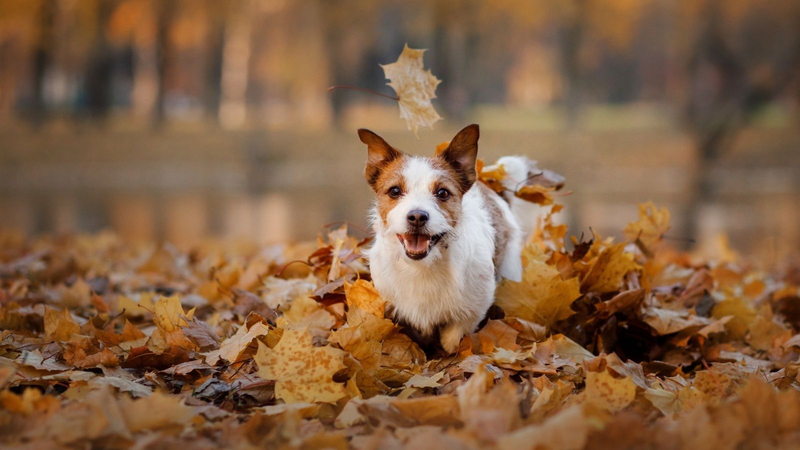 Pet Care in Autumn PDSA