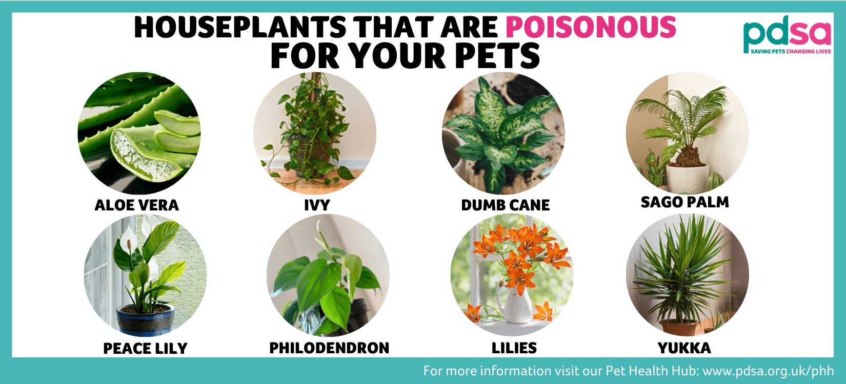 are geranium leaves poisonous to cats