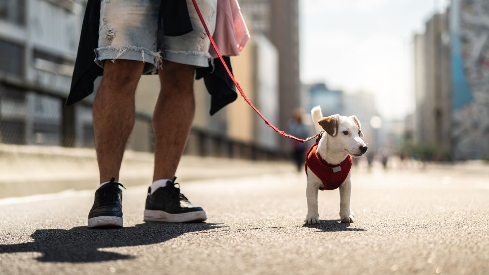 is it illegal to walk a dog without a lead uk