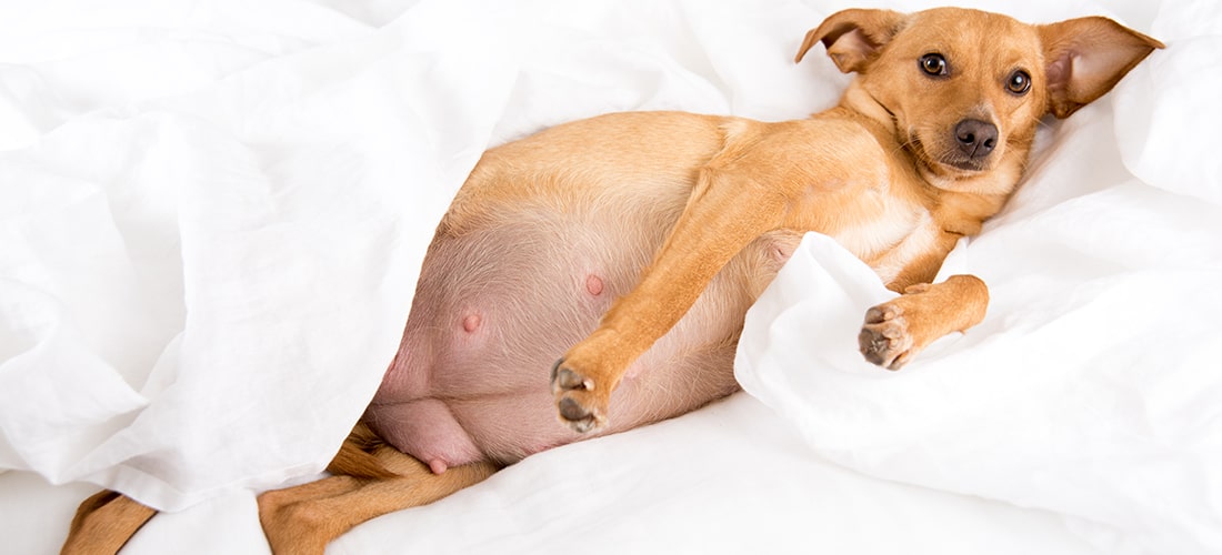 what are the signs of a pregnant dog