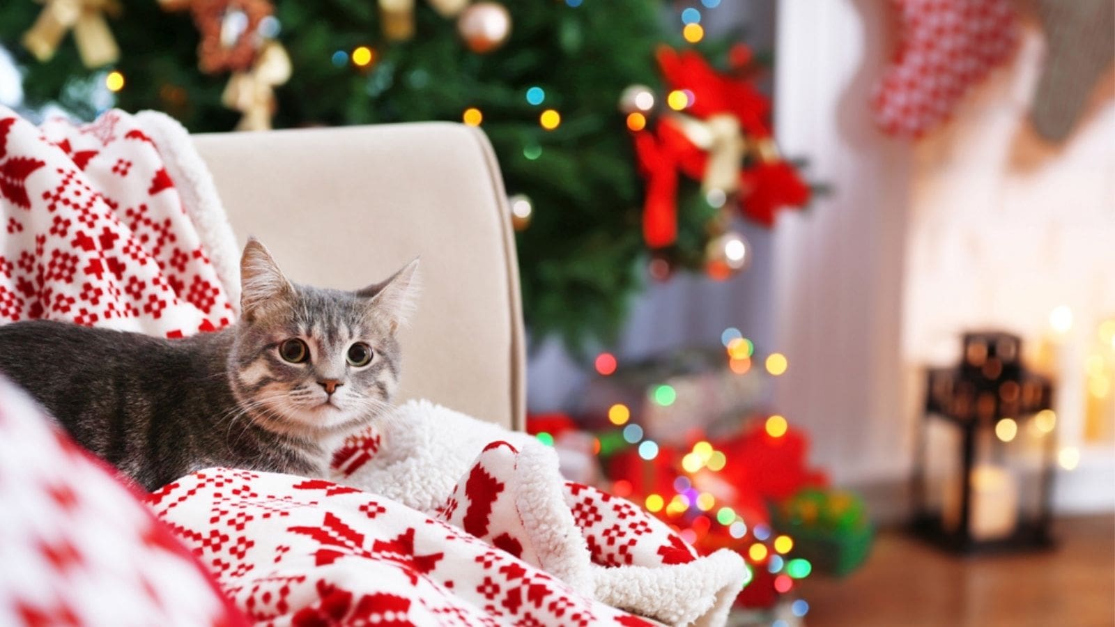 Sustainable homemade Christmas presents for your pets - PDSA