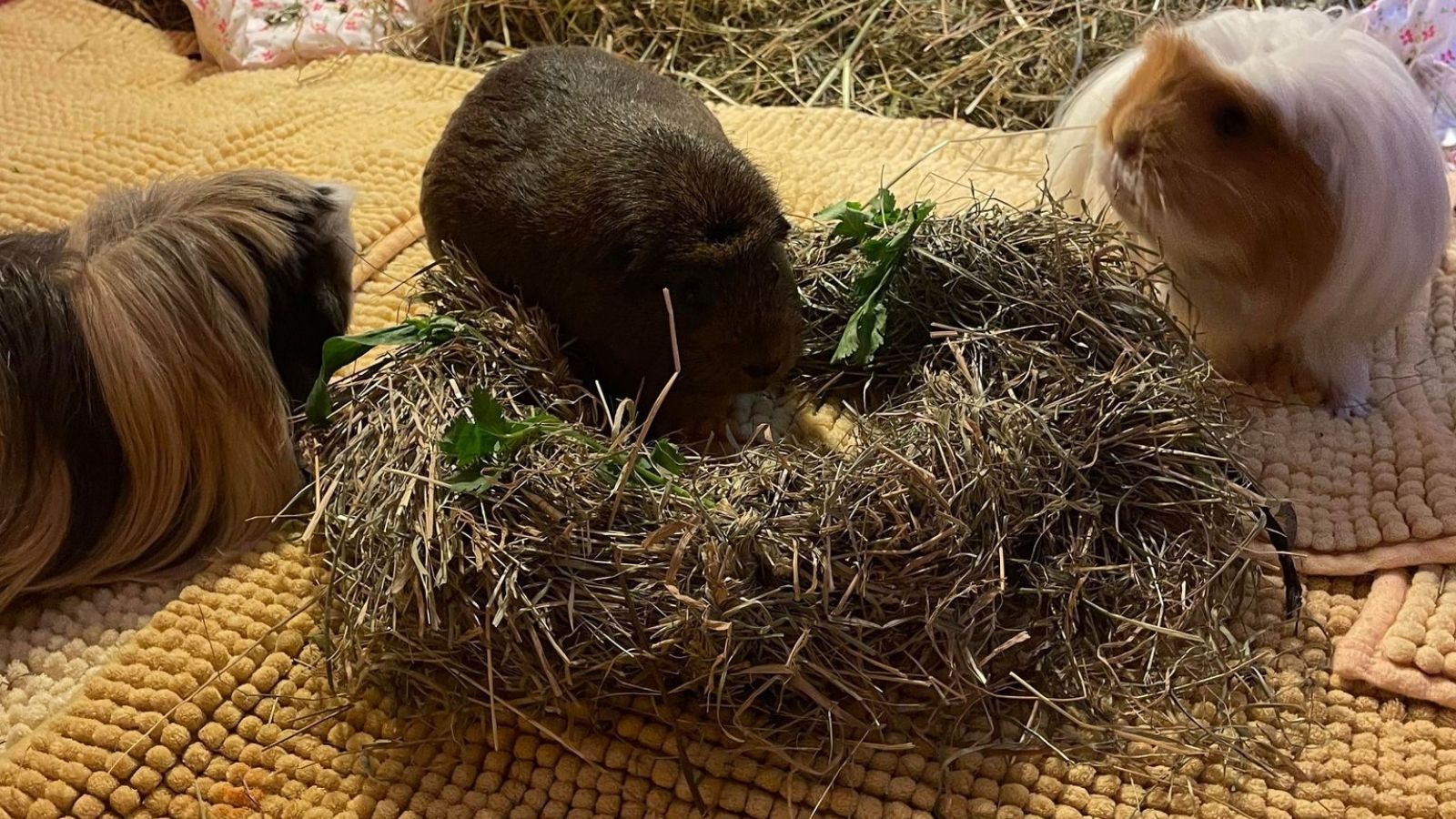 DIY guinea pig Christmas wreath - PDSA