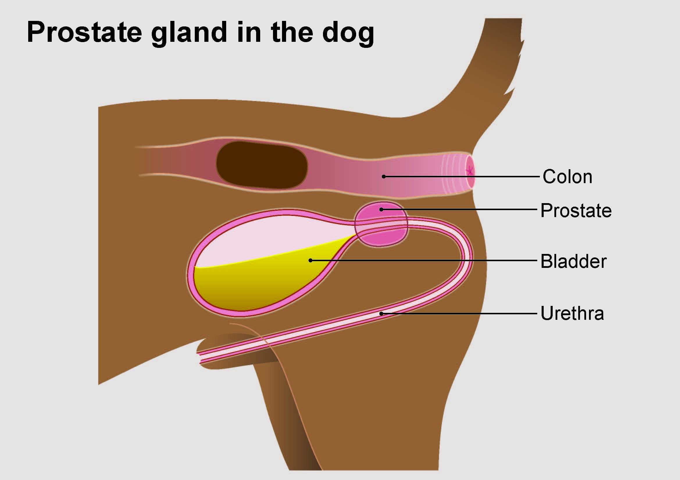 Enlarged Prostate In Dogs PDSA